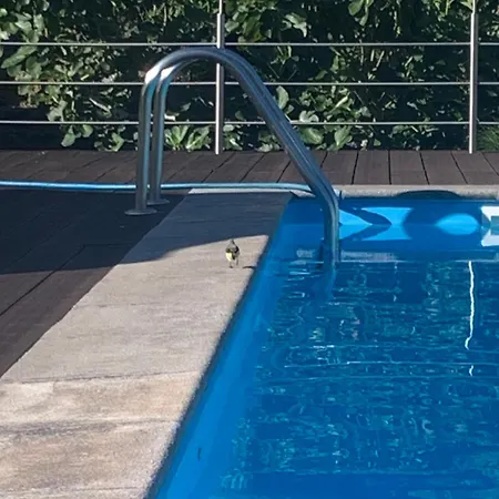 Quinta De Santo Antonio Fonte do Bustardo